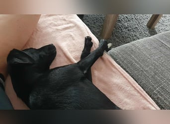 süße kleine Nova sucht ihre Familie