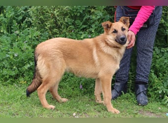 Boss, Mix Collie / Schäferhund, lieb und verträglich