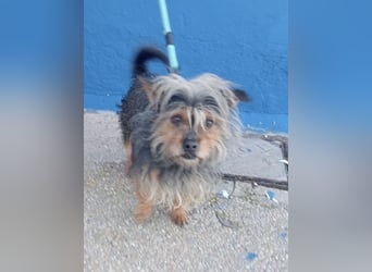 Tara, sucht mit ihrem Freund Tobby ein Zuhause