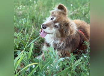 Rusty ein Freund fürs Leben