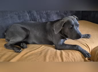 Süße Labradorwalmaraner/ American bully (pocket) Mix