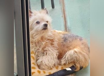 CHIWI- auf der Suche nach einem letzten, liebevollen Zuhause!