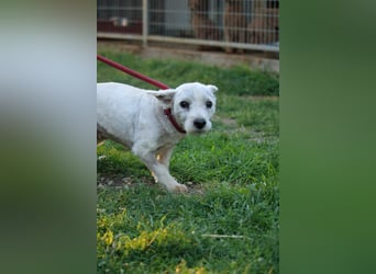 **RESERVIERT** Egres-PP, kleine Westie-Lady wünscht sich schönes Zuhause