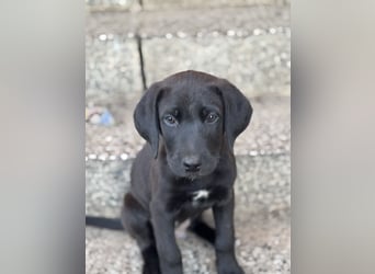 8 Labrador Retriever Rhodesian Ridgeback Welpen in Sonderfarbe seal