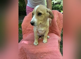 Neville - DRINGEND Zuhause oder Pflegestelle gesucht - angehender Zauberlehrling