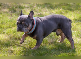 French Hugo - selbstbewusster Bulli - Tierhilfe Franken e.V.