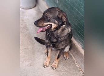Doris Schäferhund Mischling Hündin Junghund sucht Zuhause oder Pflegestelle