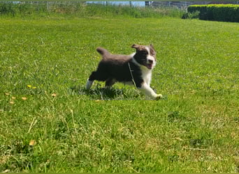 Border Collie Welpen -  Rüden