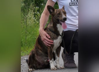 Apollo ❤️ aktiv, verspielt und so lieb!