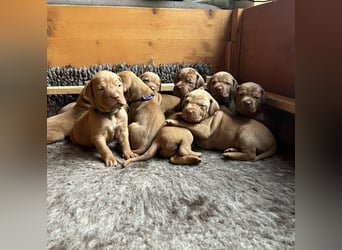 Magyar Vizsla aus Jagdlicher Leistungszucht. Ein Rüde sucht noch sein perfektes Zuhause