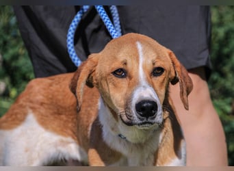 Arnie, Mix Labrador / Podengo
