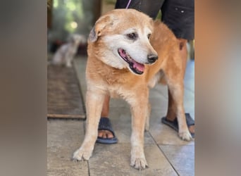 Dringend „Gnadenplatz“ für Senior SINO gesucht