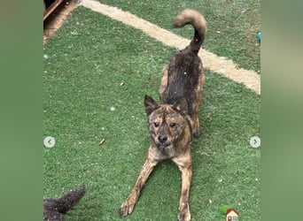 kleiner schüchterner Rüde in Sonderfarbe brindle sucht sein Körbchen geb.: 2024, 11 kg