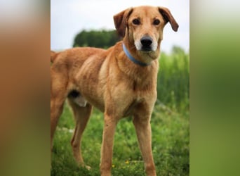 Vizsla-Mix-Rüde Bongo: schmusig und klug