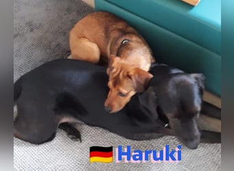 Haruki, 11/18 - VERMITTLUNGSHILFE, sucht DRINGEND