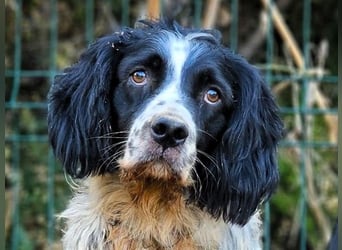 Mateo 06/2020 (ESP) - sehr sozialer und anhänglicher Bretonischer Spaniel!