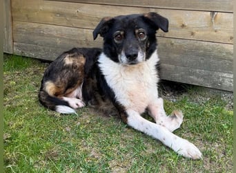 ♥KARLO♥ auf Pflegestelle bei Köln - süßer, verschmuster, dankbarer dreibeiniger Schatz 46 cm