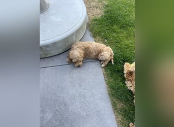 Maltipoo - Welpen - Rüden und Hündin