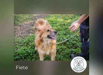 Fiete: Verwandlung durch Verständnis