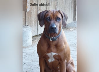 Rhodesian Ridgeback Welpen aus toller Verpaarung
