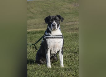 Mozes-SI– Spezieller Hund sucht spezielle Menschen!