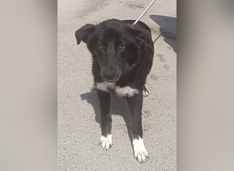 liebenswerte Husky Mischlingshündin Aurora sucht ihre Familie