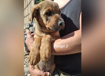 Ab sofort liebevolle Hände für drei wunderschöne Jungs gesucht.