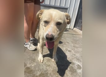 Und dann kam BAILEY - ein liebevoller Hundeopi mit trauriger Vergangenheit sucht endlich sein Glück