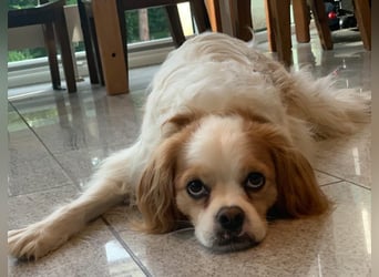 Leon verliert sein Zuhause