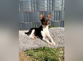 2 Basenji Welpen Junghunde, Tricolor, Rüde