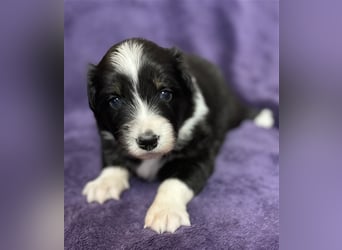 Australian Shepherd Welpen (ASCA)