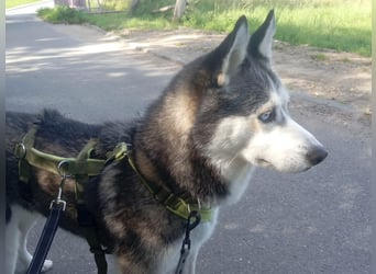 Husky Maya H möchte eine neue Familie finden