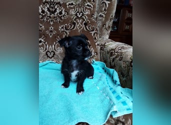 Chihuahua Welpen verkaufen