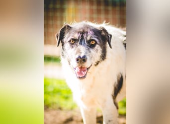 Oriol, Mix Schnauzer / Podengo, lieb und verträglich