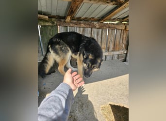 Lucky - hat Angst vor der Leine