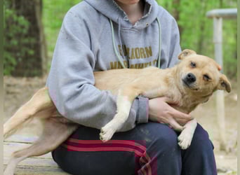 Freundliche INESSA sucht Zuhause zum kuscheln