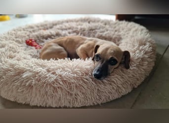 MARISKA ❤ EILIG! sucht Zuhause oder Pflegestelle