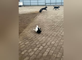 Domino, 1,5 Jahre, 38cm, wünscht sich ein eigenes Körbchen