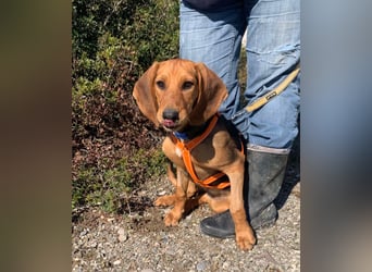 Ellie, eine wunderschöne und liebe Welpine sucht ihre Menschen