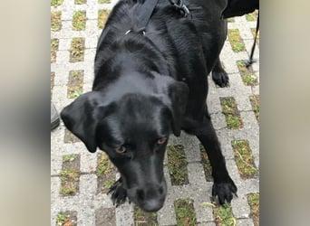 Lily – zartes Hundeseelchen sucht einfühlsames Zuhause