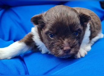 Bezaubernde Welpen aus Bolonka Zwetna und Pomeranian (Zwergspitz)