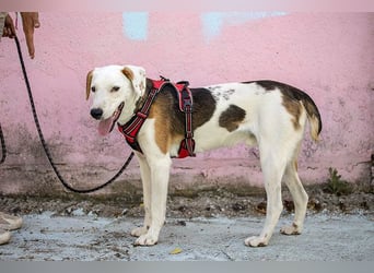 ARCHIE - Ein Hund für alle Lebenslagen!