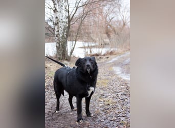 Familienhund Semön sucht ein Zuhause