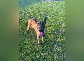 Salva, perfekter Malinois der einfach nur gefallen will