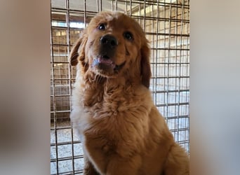 FELIX❤️ junger Chow-Chow-Retriever-Mix: freundlich, sozial und menschenbezogen