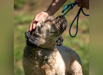 Baxter