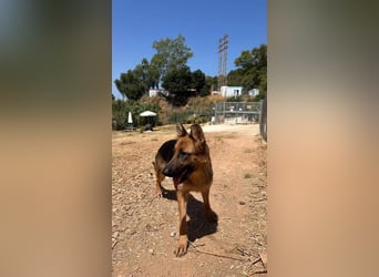 Happy (Spanien) - wunderschöne Hündin mit zarter Seele
