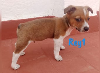 Rey1 geb. 03/2025 (ESP) - neugieriger, kleiner Bodeguero-Mix Welpe!