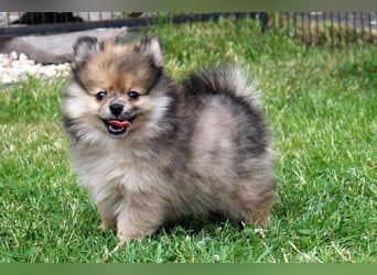 Zwergspitz Pomeranian Welpen in verschiedenen Farben mit Papieren