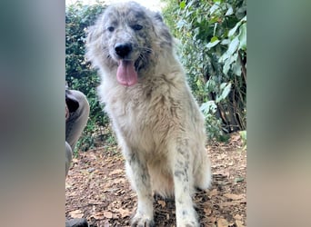 Jereld - Hund mit Sommersprossen sucht seine Familie